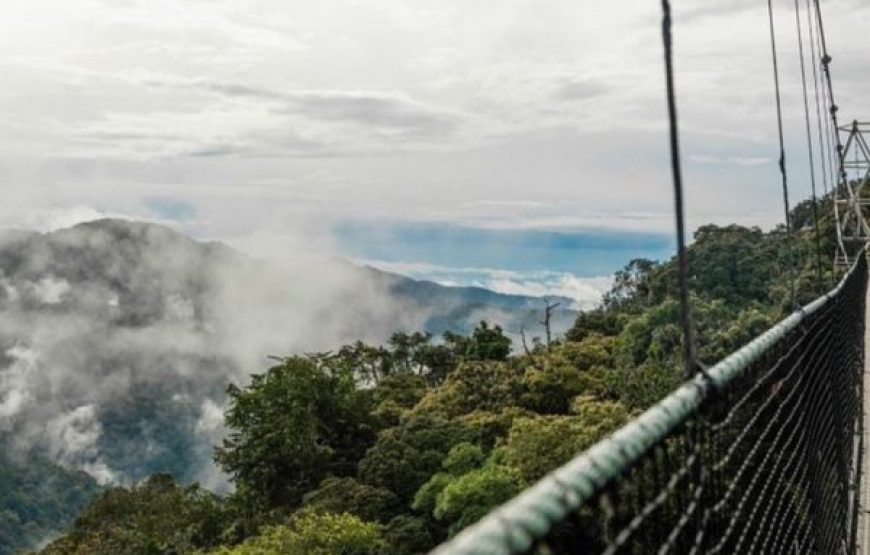 1 Day Trip To Nyungwe National Park